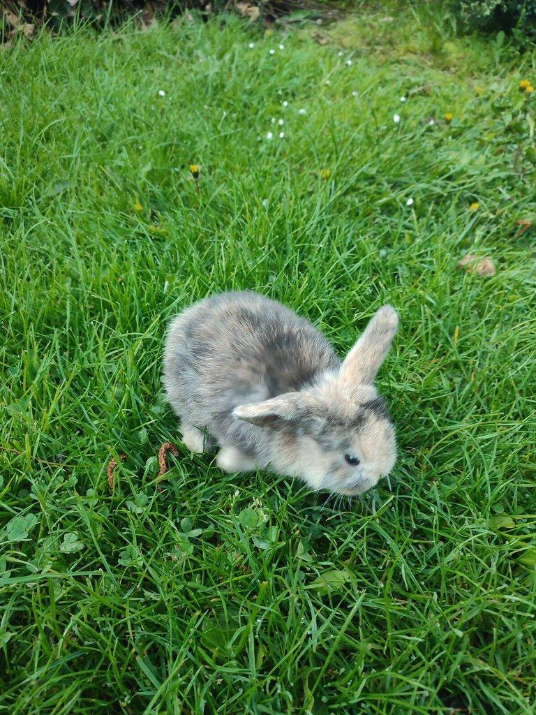 Zakrslý králík/beránek
