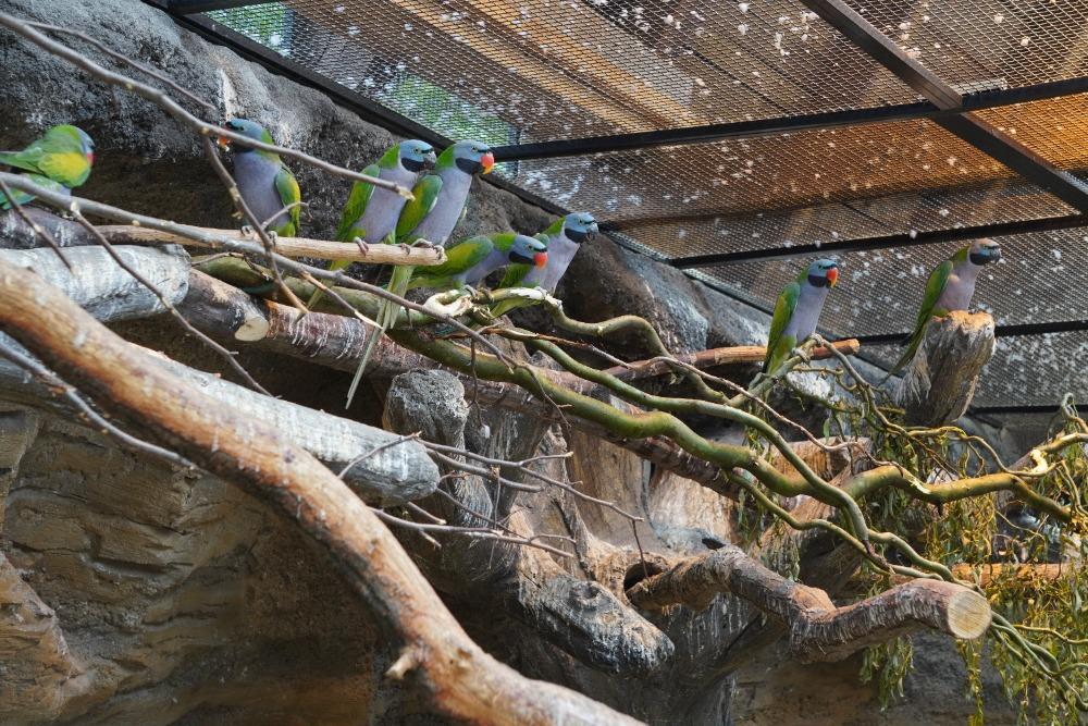 Alexandr čínský (Psittacula derbiana) v ZOO Ostrava