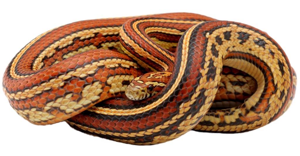 Užovka červená (Pantherophis guttatus)