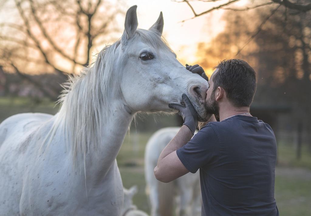 Koňská empatie: Jak koně reagují na lidské emoce