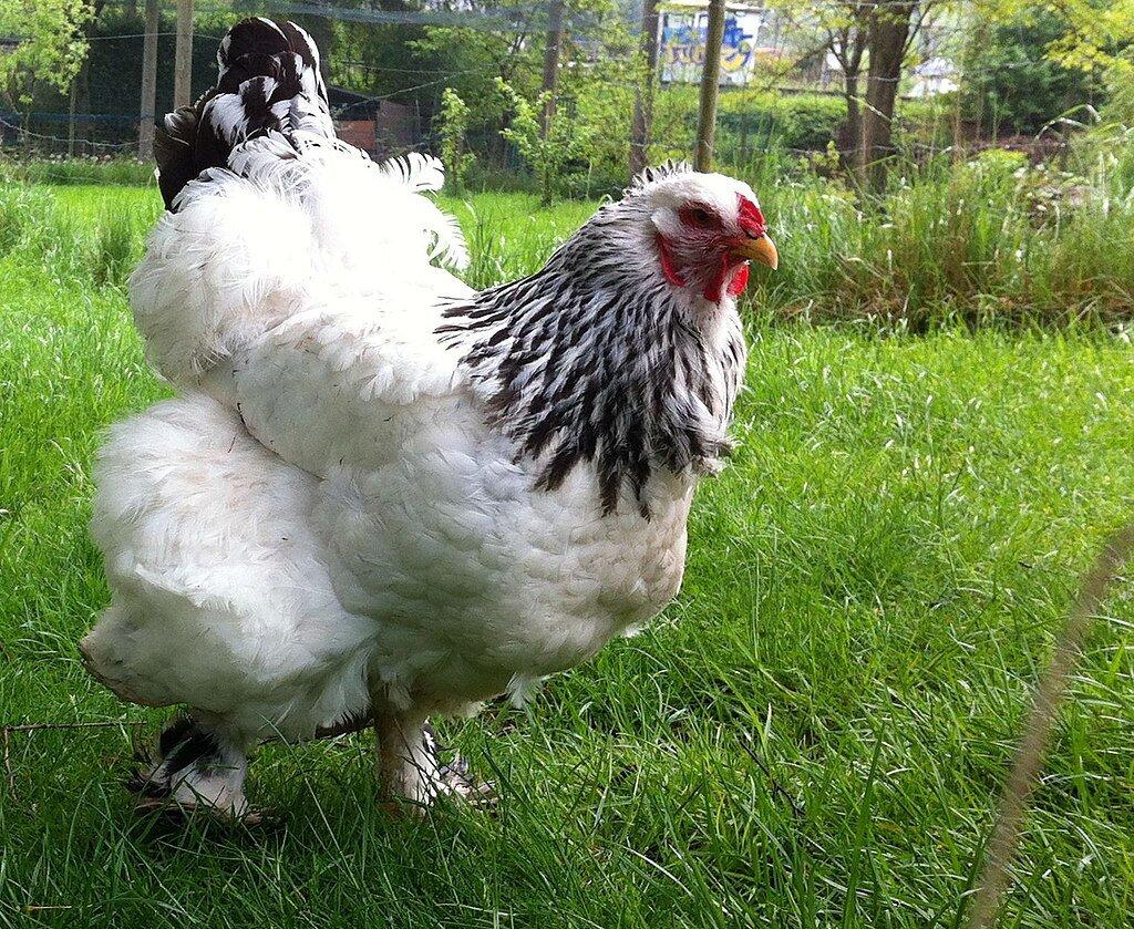 Plemena slepic a jejich využití