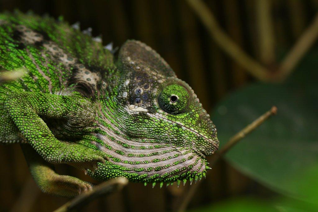 Chov a odchov chameleona bradavičnatého v Zooparku Zájezd
