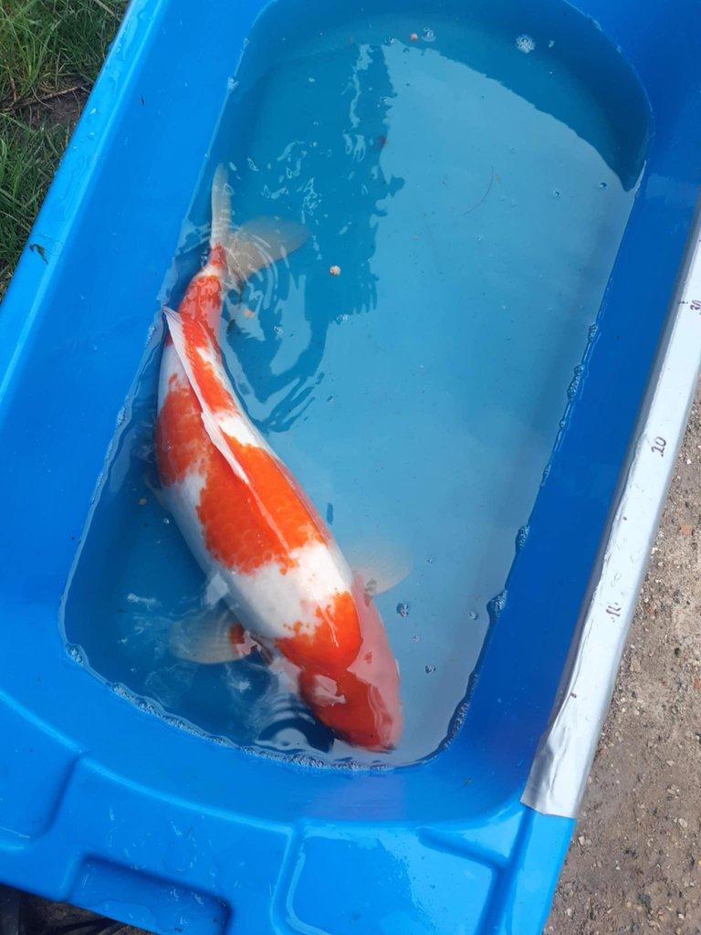 Tajemství chovu koi kaprů