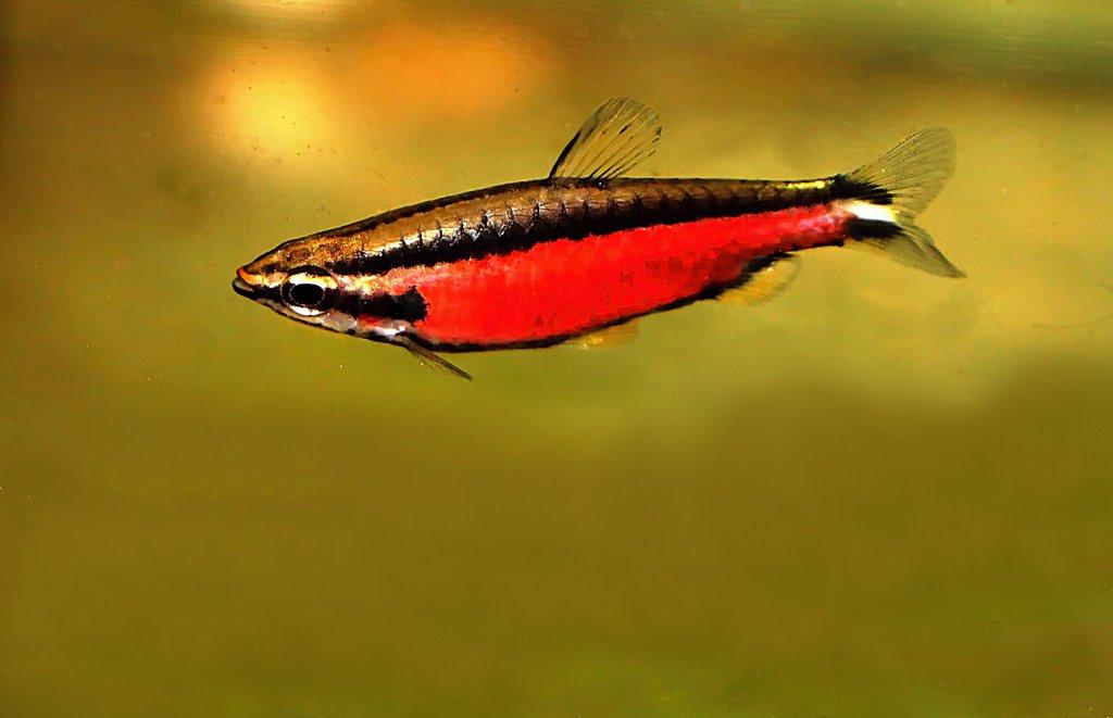 Nannostomus sp. super red – červené drobnoústky