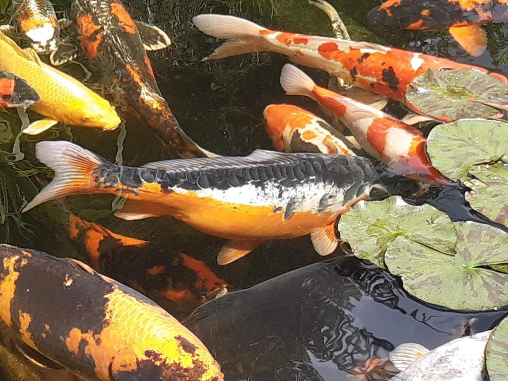 Tajemství chovu koi kaprů