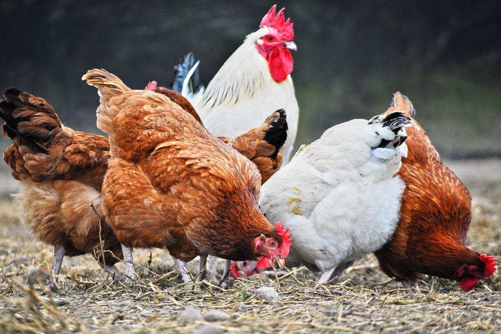 Základní způsoby ustájení a chovu drůbeže