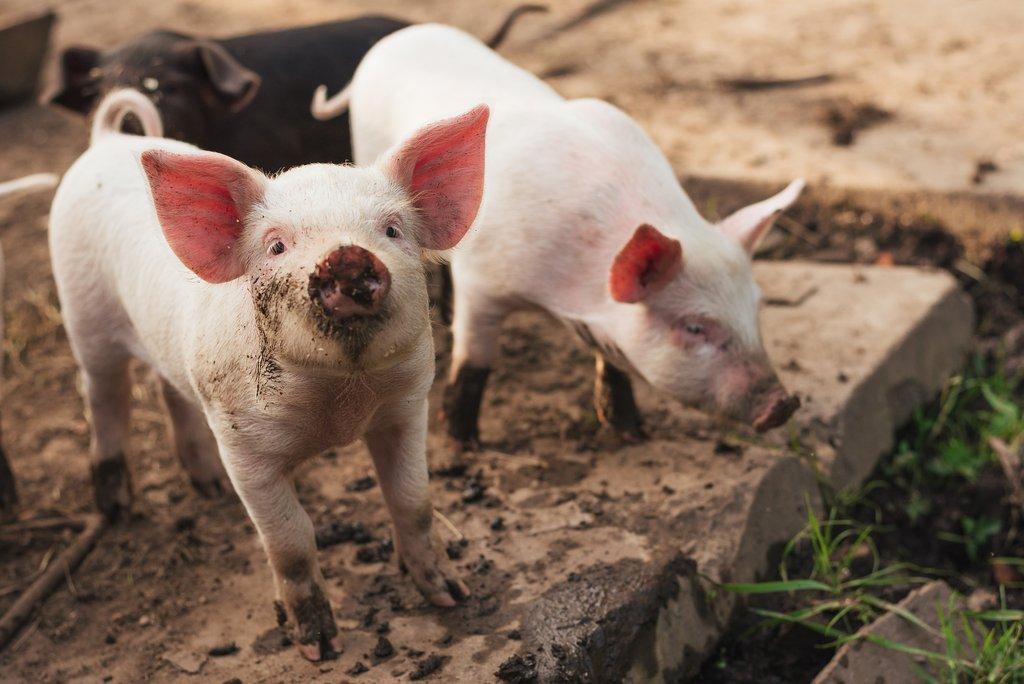 Jak si selata vytvářejí hierarchii po odstavu