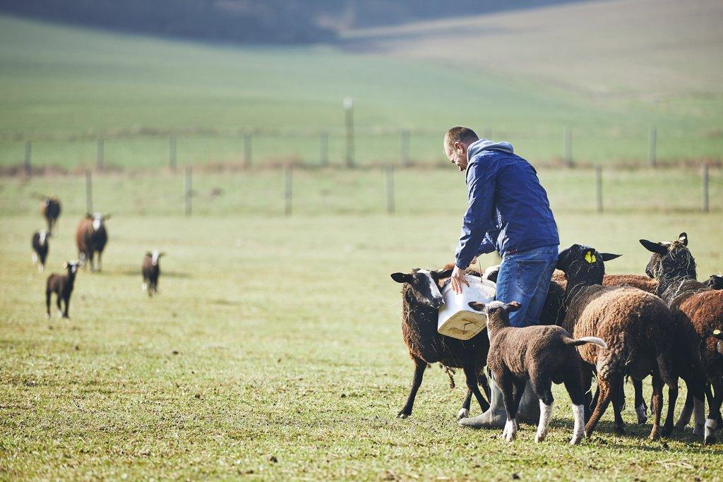 Farmingterapie – terapie za využití hospodářských zvířat