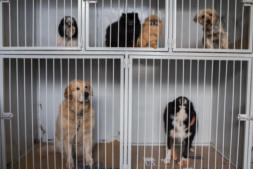 Víte, jak probíhá adopce psa z útulku?