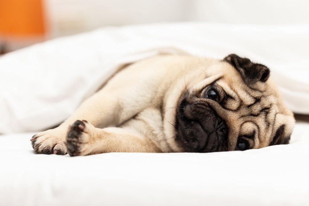 7 signálů, že vašeho psa něco trápí. Kdy zvážit návštěvu veterináře?