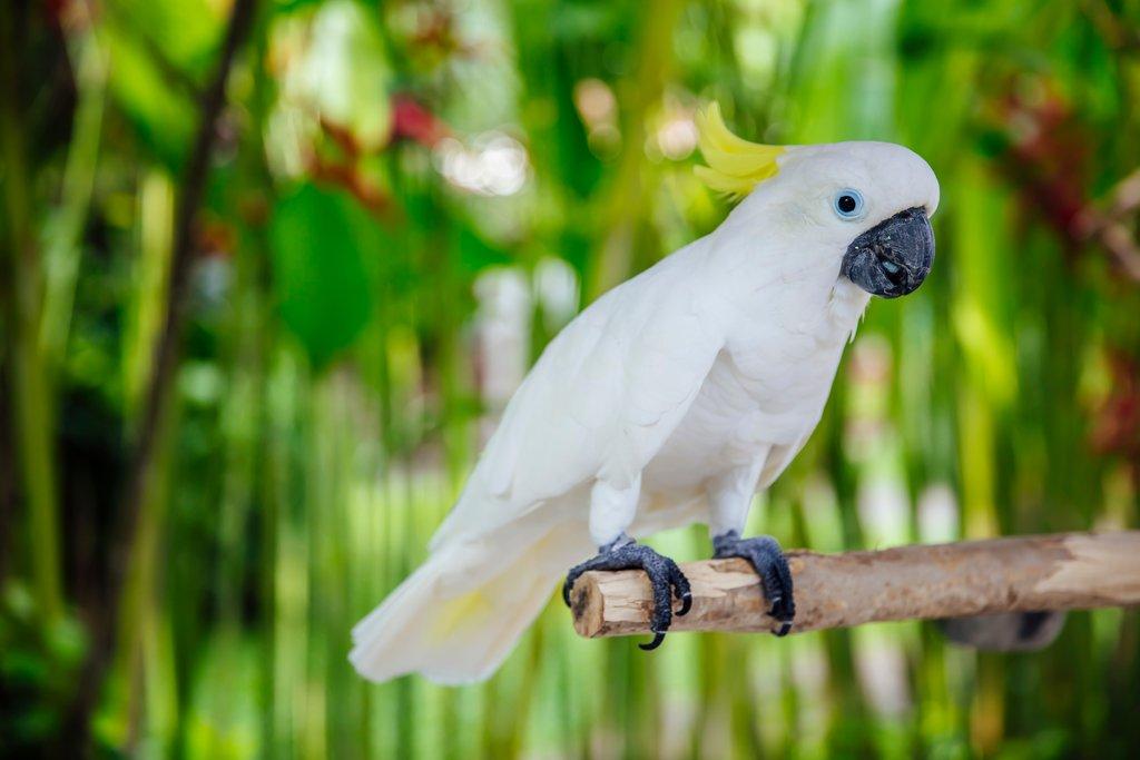 Chcete si pořídit papouška kakadu?