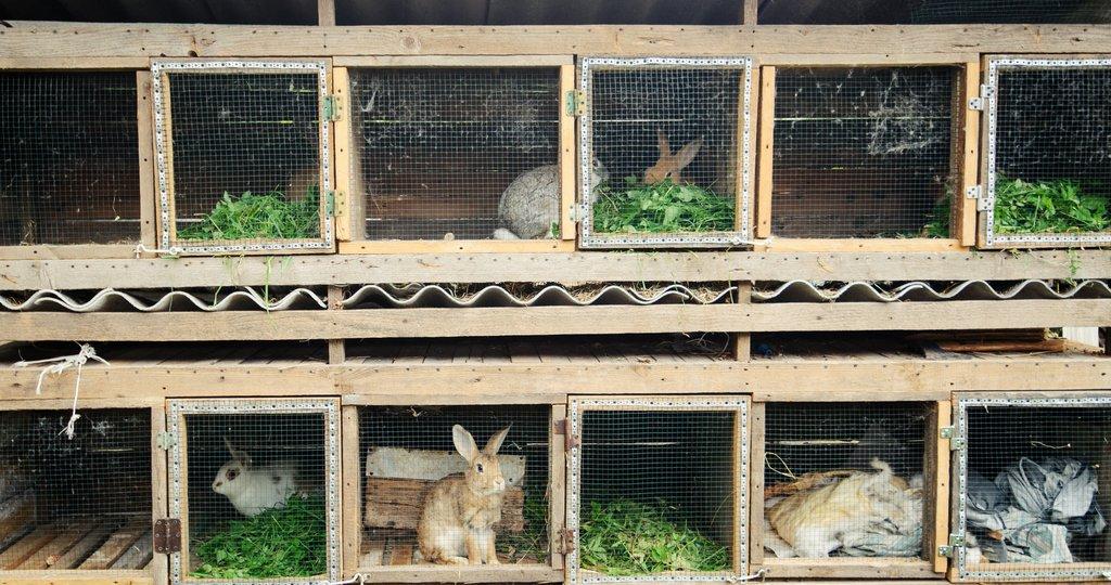 Kojení králíků: proč samice králíků vypadají jako špatné matky?