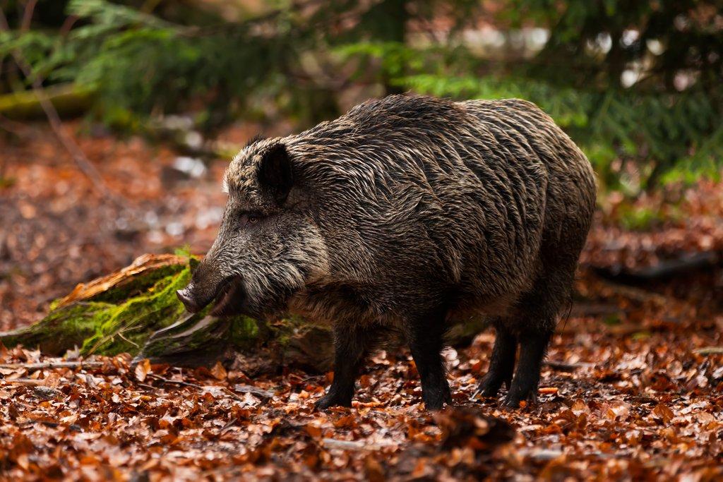 Co nám říká ocas divokého prasete