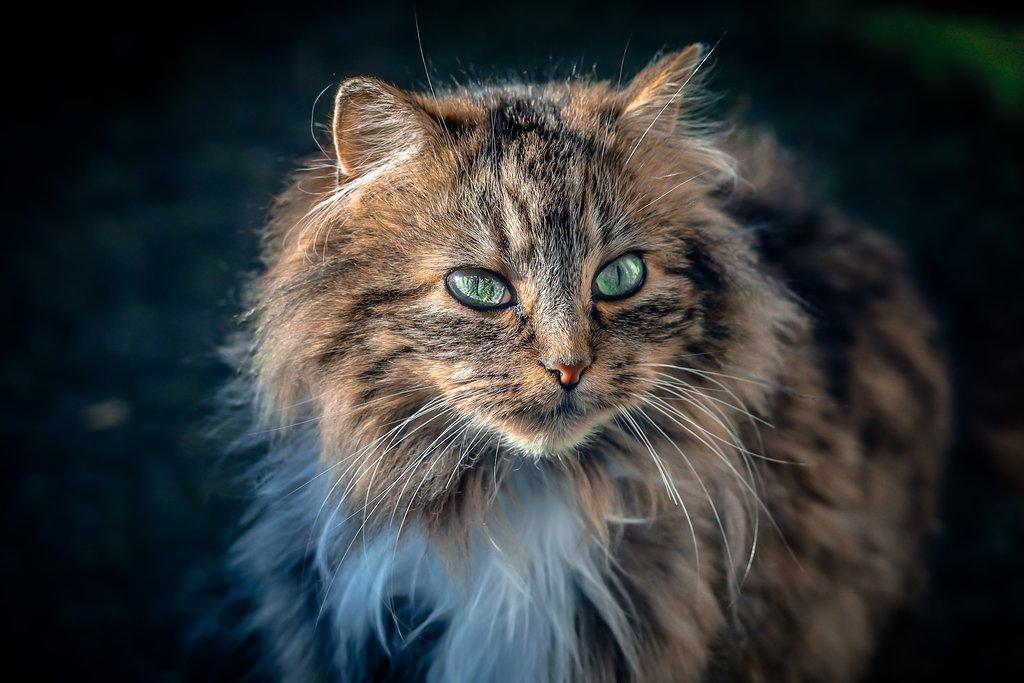 Maine Coon - správná péče o kočičí obry