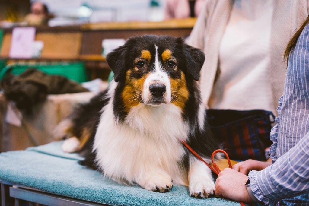 Prestižní výstava psů s názvem Crufts