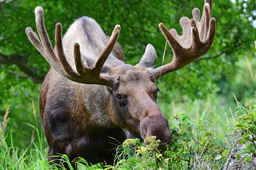 Los evropský, největší volně žijící zvíře v České republice