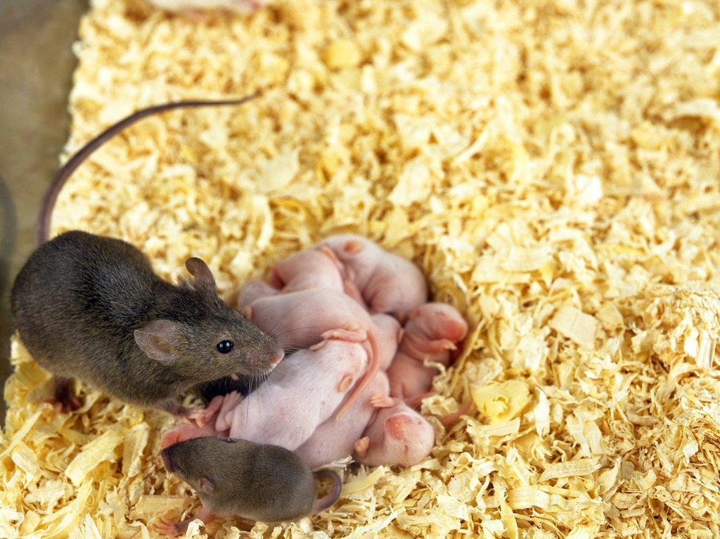 Od nenáviděných narušitelů po milované mazlíčky. Myši domácí (Mus musculus) jsou malé, ale šikovné