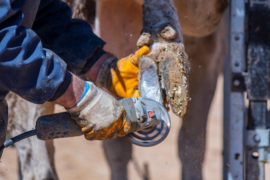 Péče o končetiny skotu