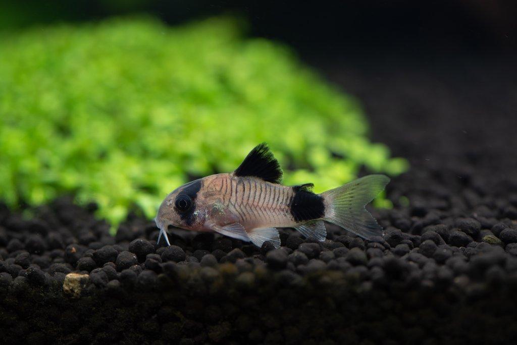 Pancéřníčci vám pomůžou s čištěním akvária. Na oplátku budou chtít klidné spolubydlící