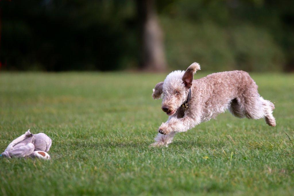 Psí sport zvaný coursing