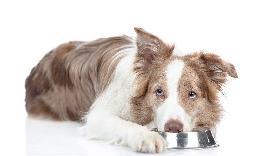 Pes odmítá granule. Jaké jsou možné příčiny a kdy navštívit veterináře?