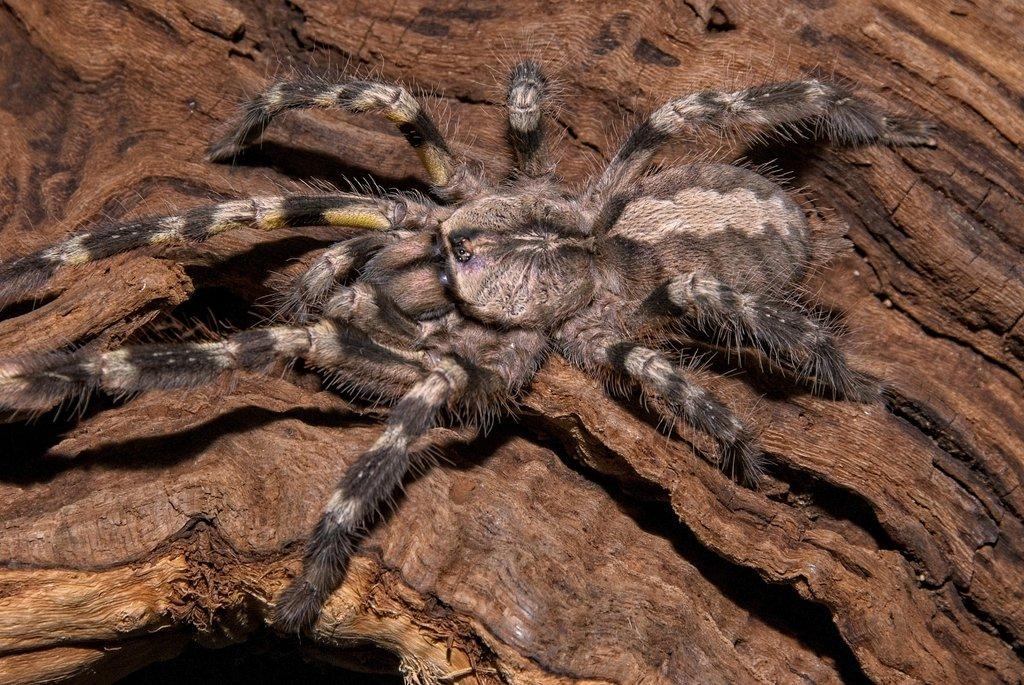 Sklípkan královský dokáže začátečníky pořádně potrápit