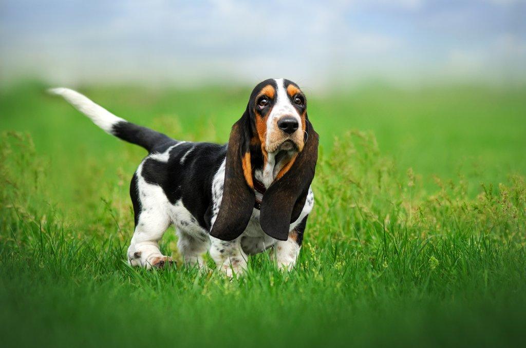 Chondrodystrofická plemena psů