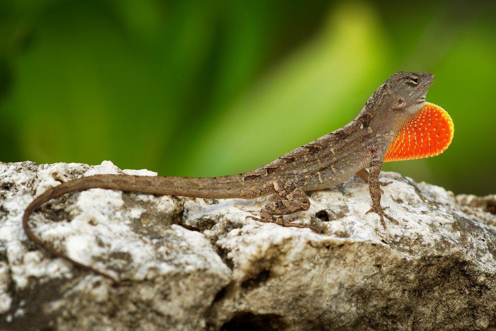 Chov anolise šedého (Anolis saegrei)