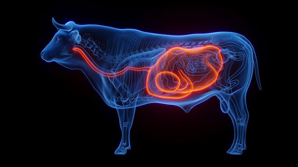 Acidóza a alkalóza – poruchy trávení přežvýkavců