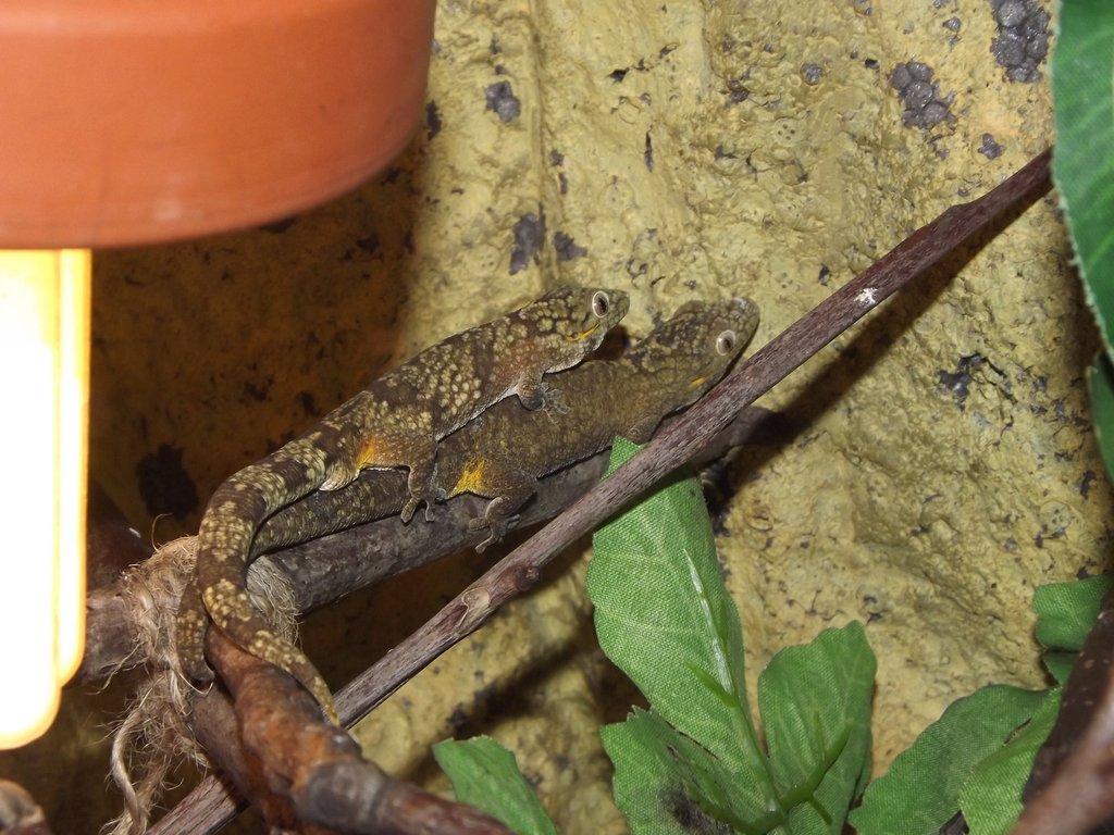 Eurydactylodes agricolae