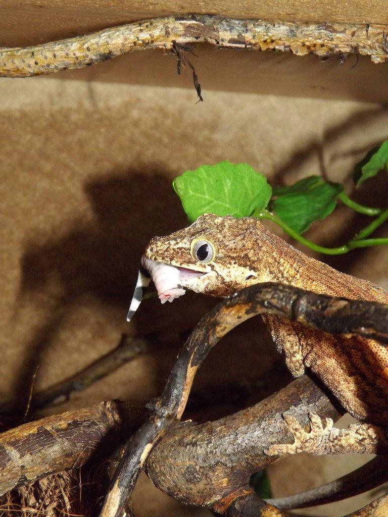 Pagekon hrbolkohlavý (Rhacodactylus auriculatus) a jeho chov