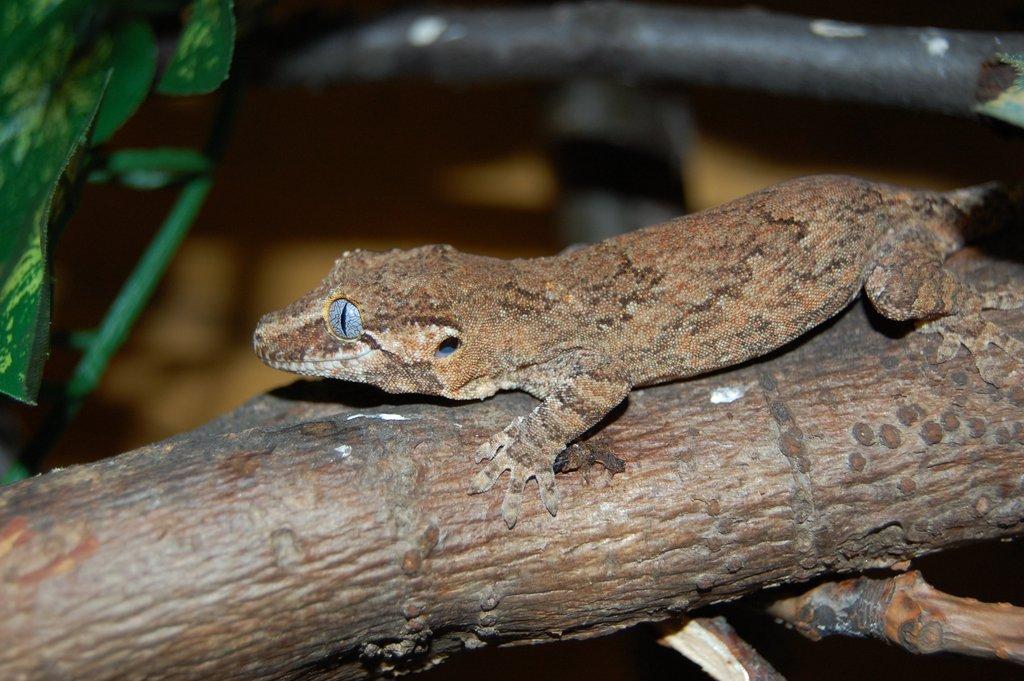 Pagekon hrbolkohlavý (Rhacodactylus auriculatus) a jeho chov