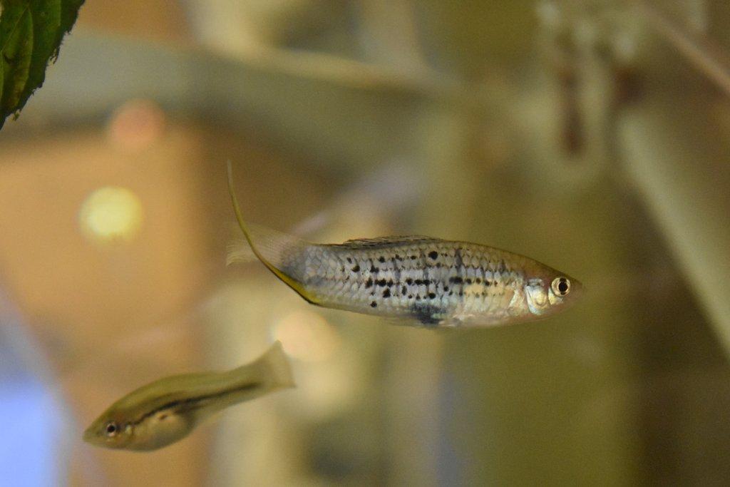 Mečovka horská - Xiphophorus nezahualcoyotl