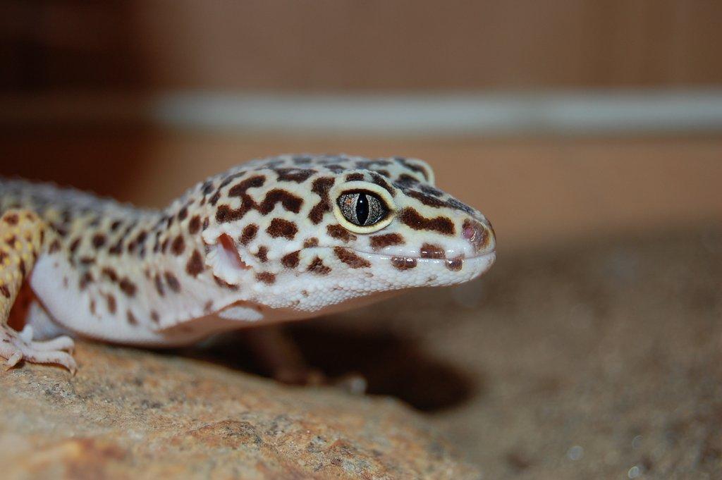 Kompletní průvodce chovem gekončíka nočního