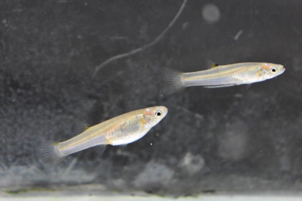 Poeciliopsis fasciata - Živoroděnka pruhovaná