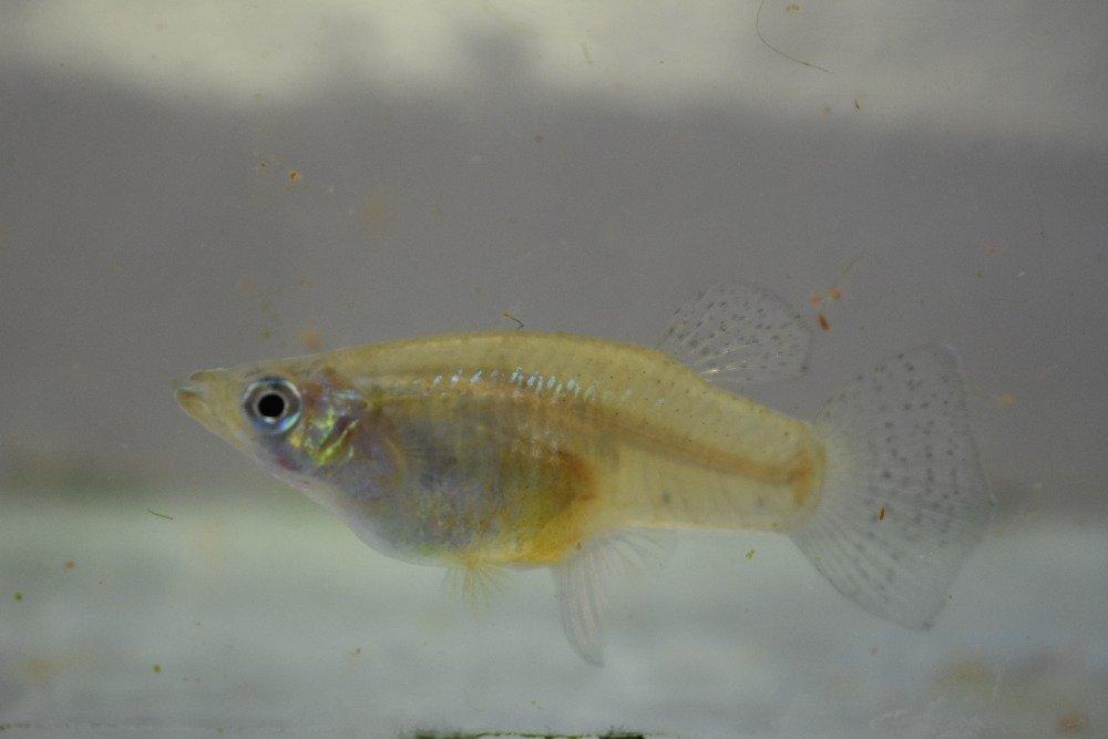 Gambusia sexradiata - Gambusie šestipruhá