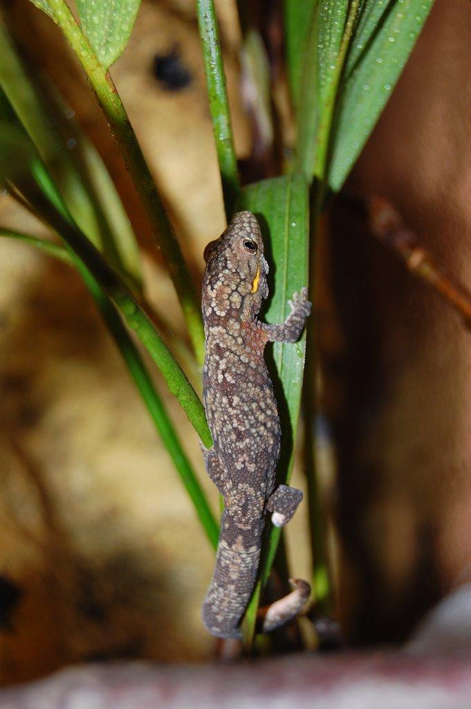 Eurydactylodes agricolae