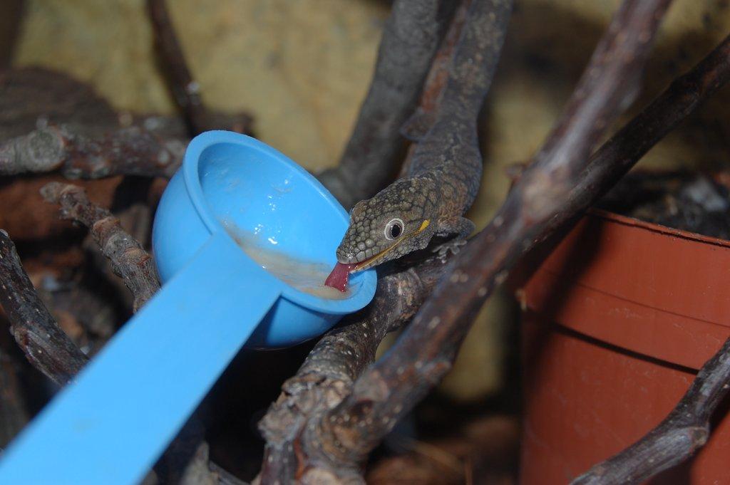 Eurydactylodes agricolae