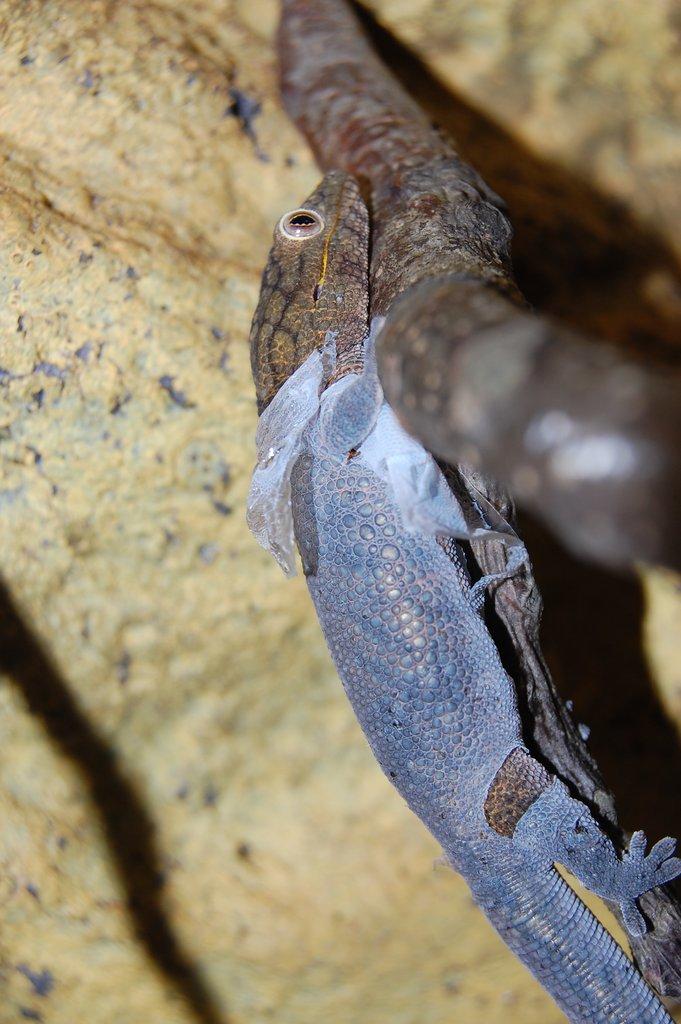 Eurydactylodes agricolae