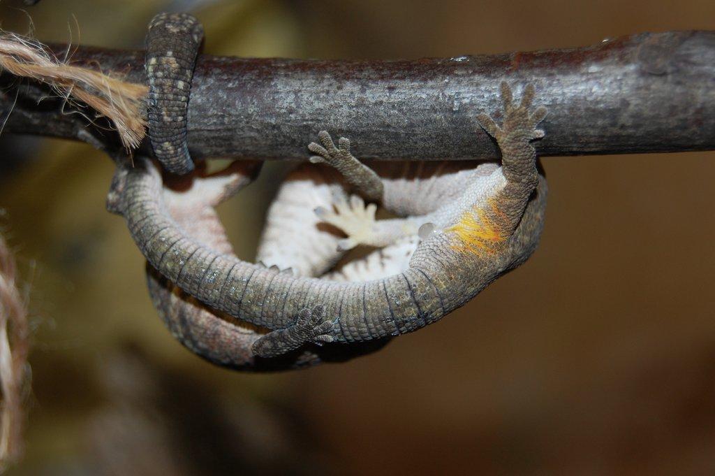 Eurydactylodes agricolae