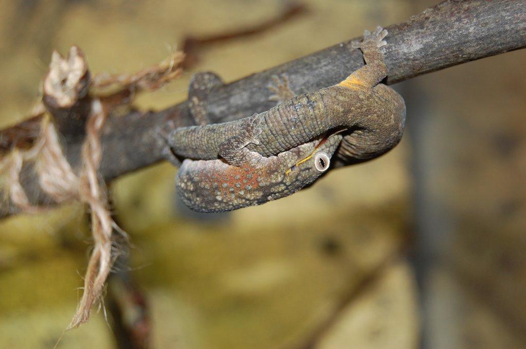 Eurydactylodes agricolae