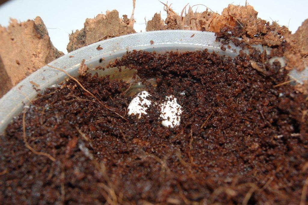 Eurydactylodes agricolae