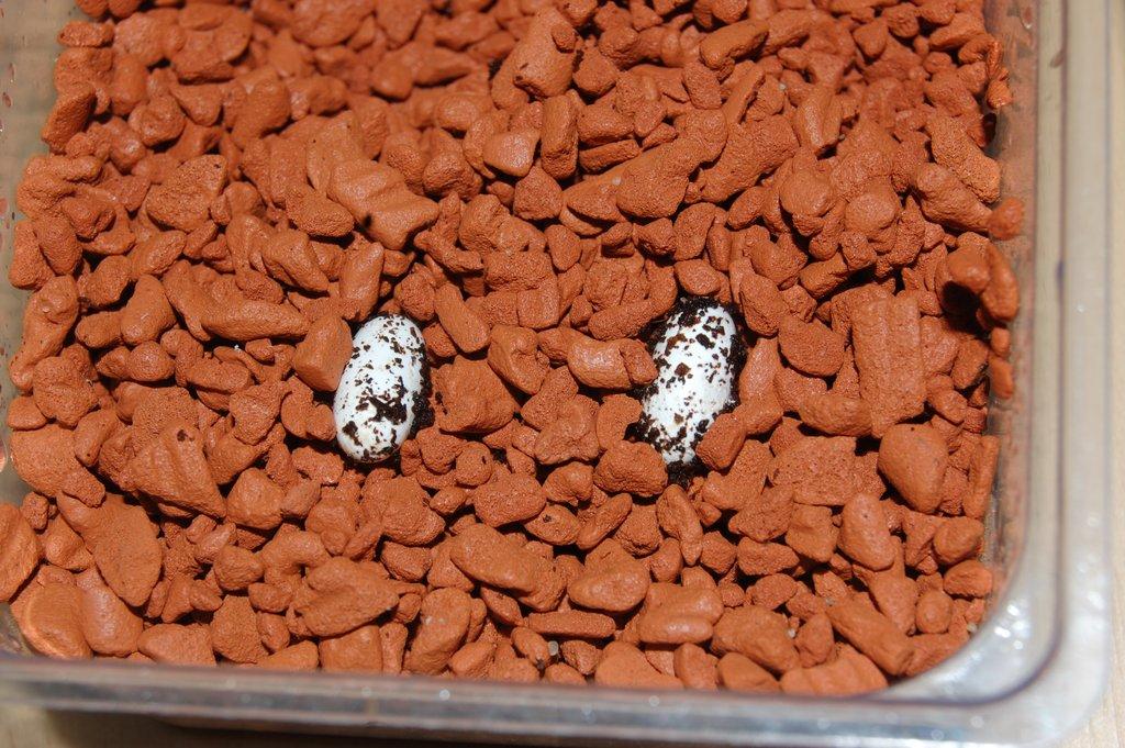 Eurydactylodes agricolae