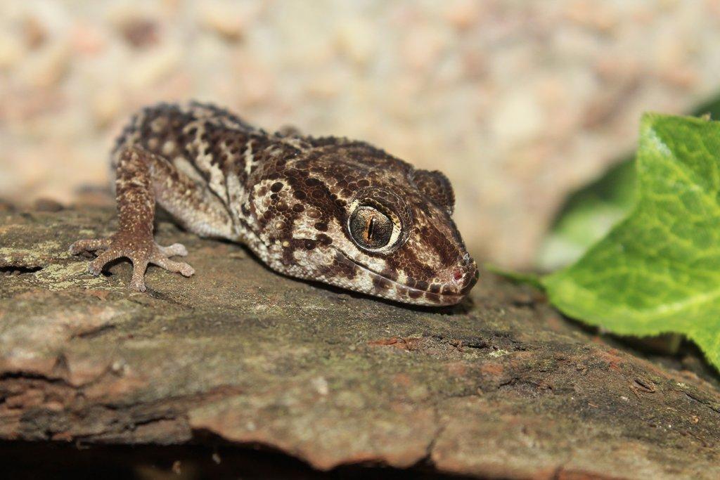 Gekon madagaskarský: Zvládne ho i začátečník, jen mláďat je občas nadbytek