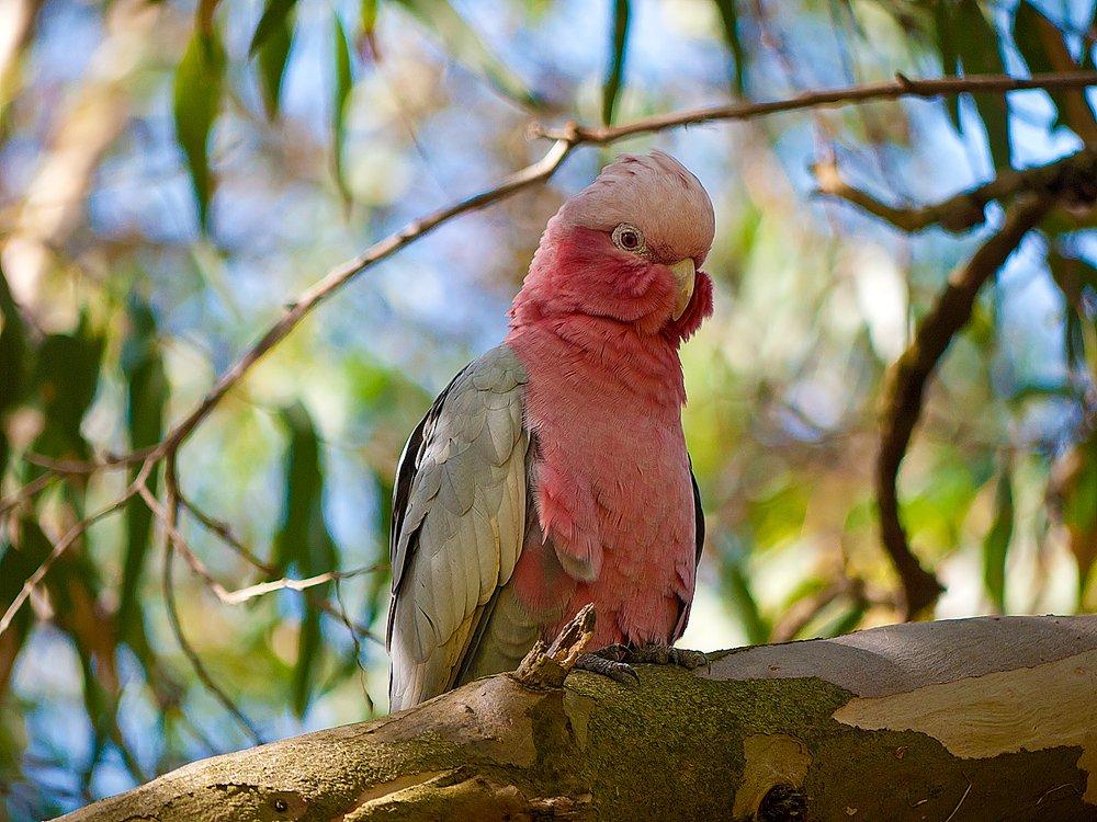 Růžoví kakaduové – rody Eolophus a Lophochroa