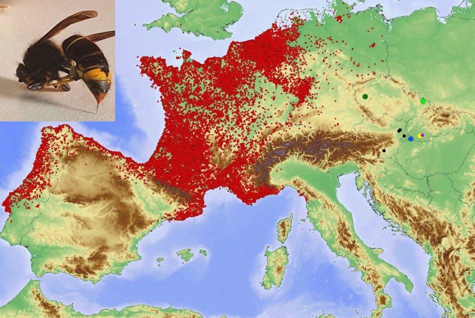 Závěry kulatého stolu na téma „Výskyt sršně asijské v ČR“