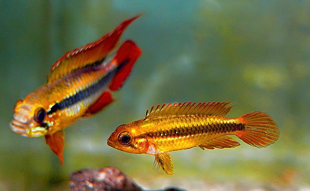Apistogramma agassizii a její barevné varianty