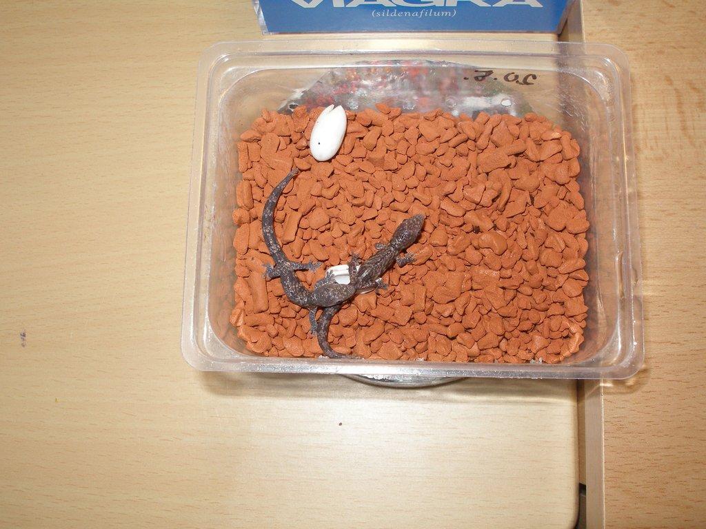 Eurydactylodes agricolae