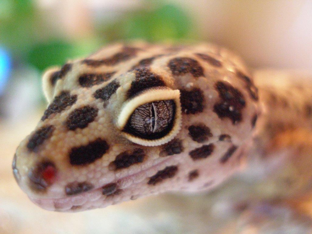 Kompletní průvodce chovem gekončíka nočního