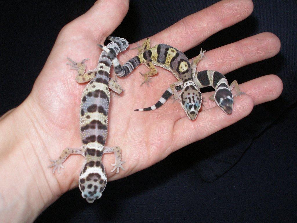 Kompletní průvodce chovem gekončíka nočního